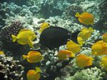 Snorkeling at Cpt Cook Monument
